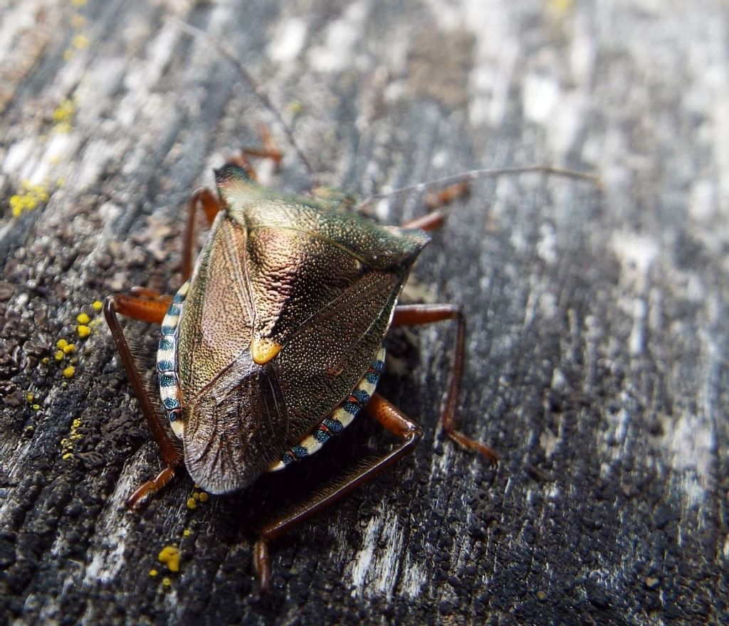 Pentatomidae: Pentatoma rufipes