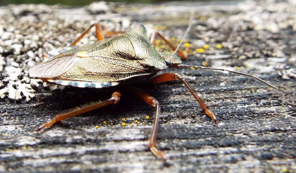 Pentatomidae: Pentatoma rufipes