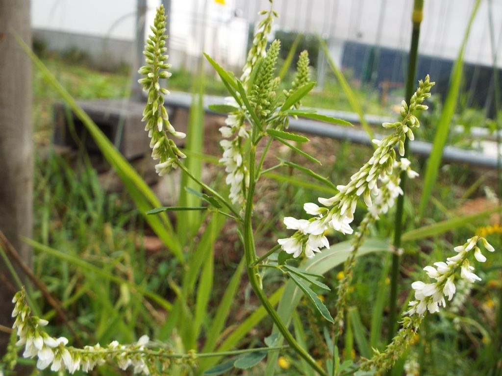 Fabaceae: Meliotus albus e Meliotus officinalis