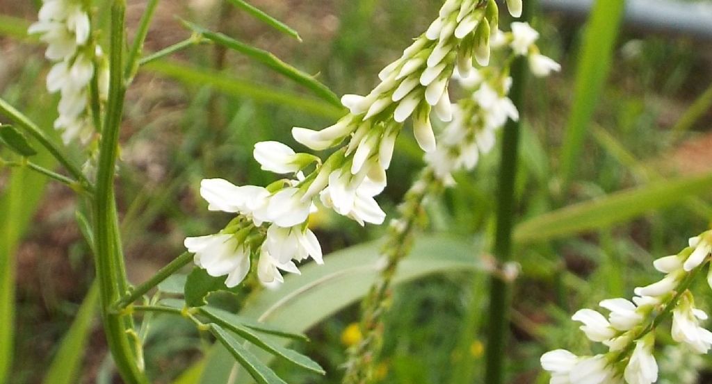 Fabaceae: Meliotus albus e Meliotus officinalis