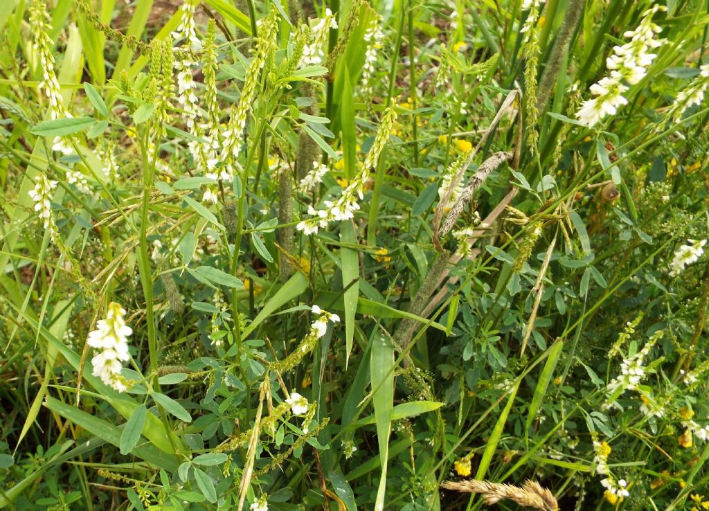 Fabaceae: Meliotus albus e Meliotus officinalis