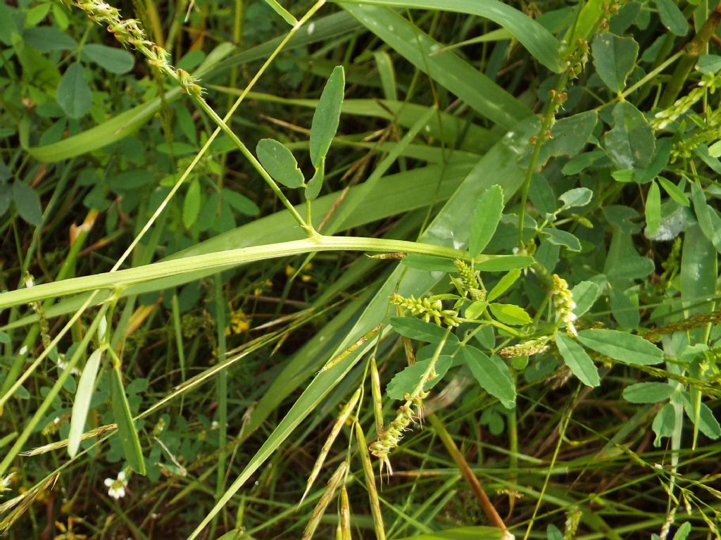 Fabaceae: Meliotus albus e Meliotus officinalis