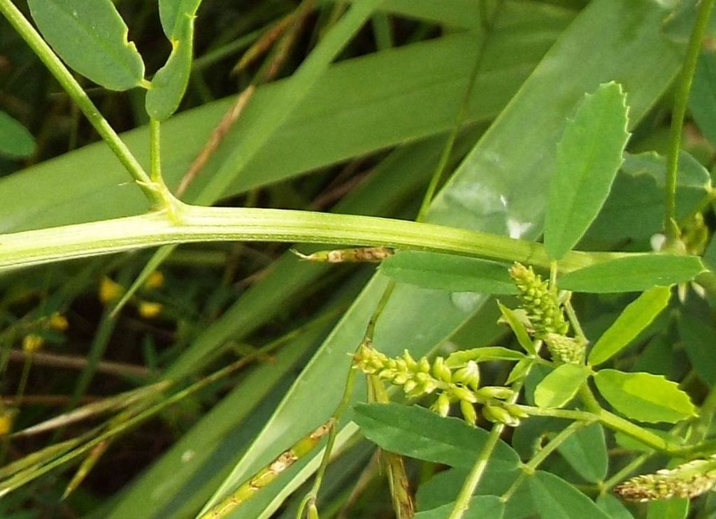 Fabaceae: Meliotus albus e Meliotus officinalis