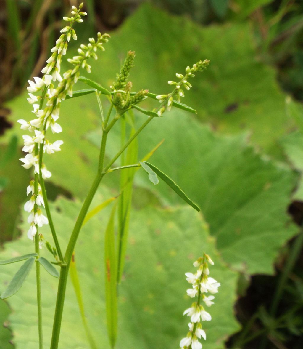 Fabaceae: Meliotus albus e Meliotus officinalis