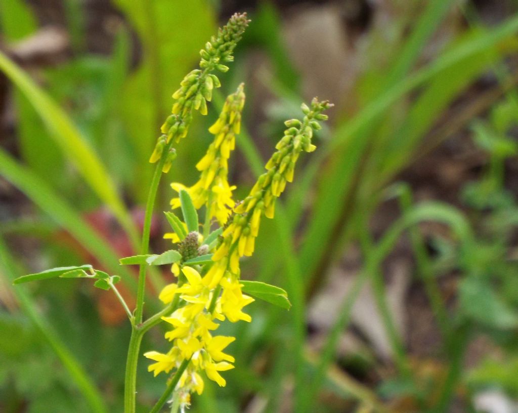 Fabaceae: Meliotus albus e Meliotus officinalis