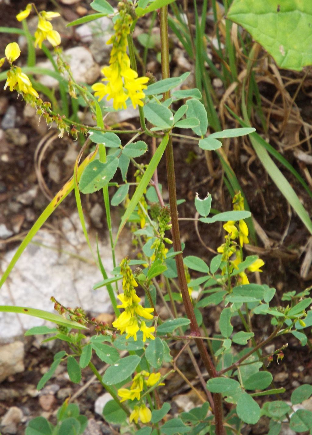 Fabaceae: Meliotus albus e Meliotus officinalis