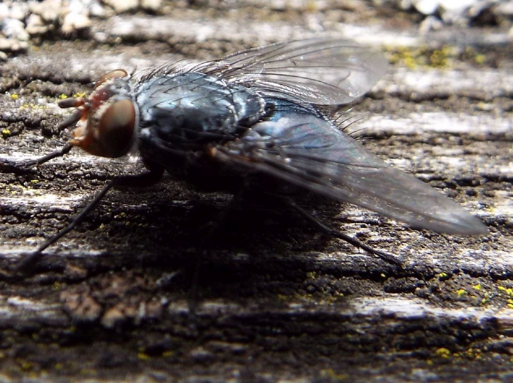 Calliphoridae:   Calliphora vicina