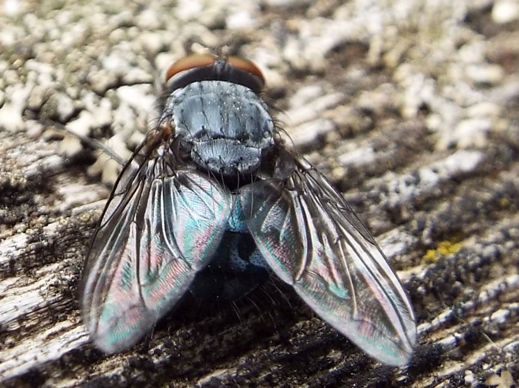 Calliphoridae:   Calliphora vicina