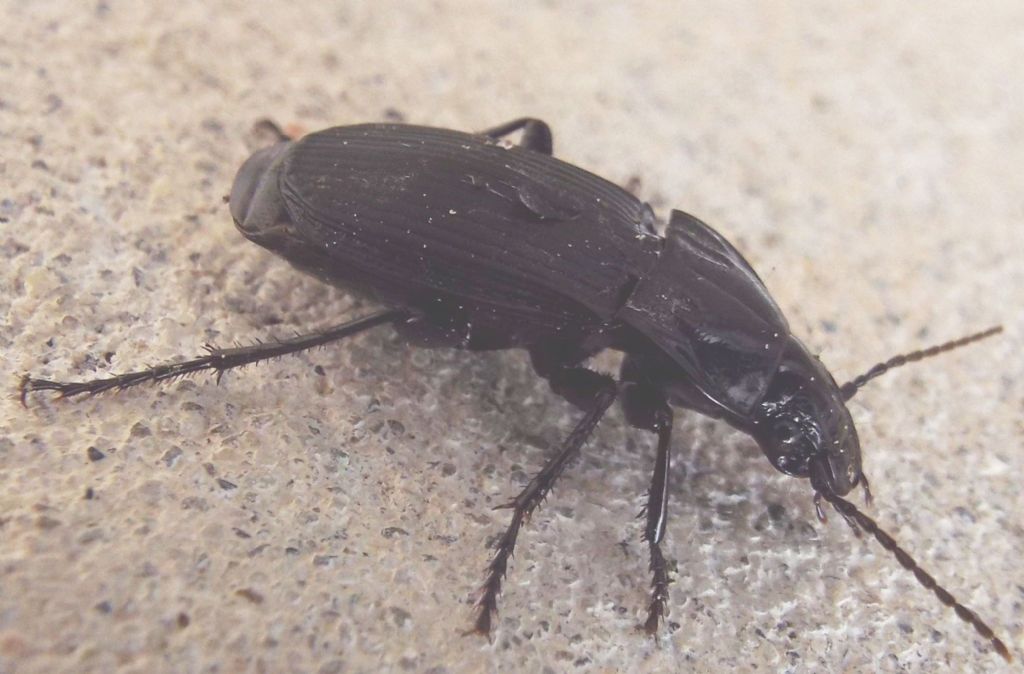 Carabidae:  Abax parallelepipedus