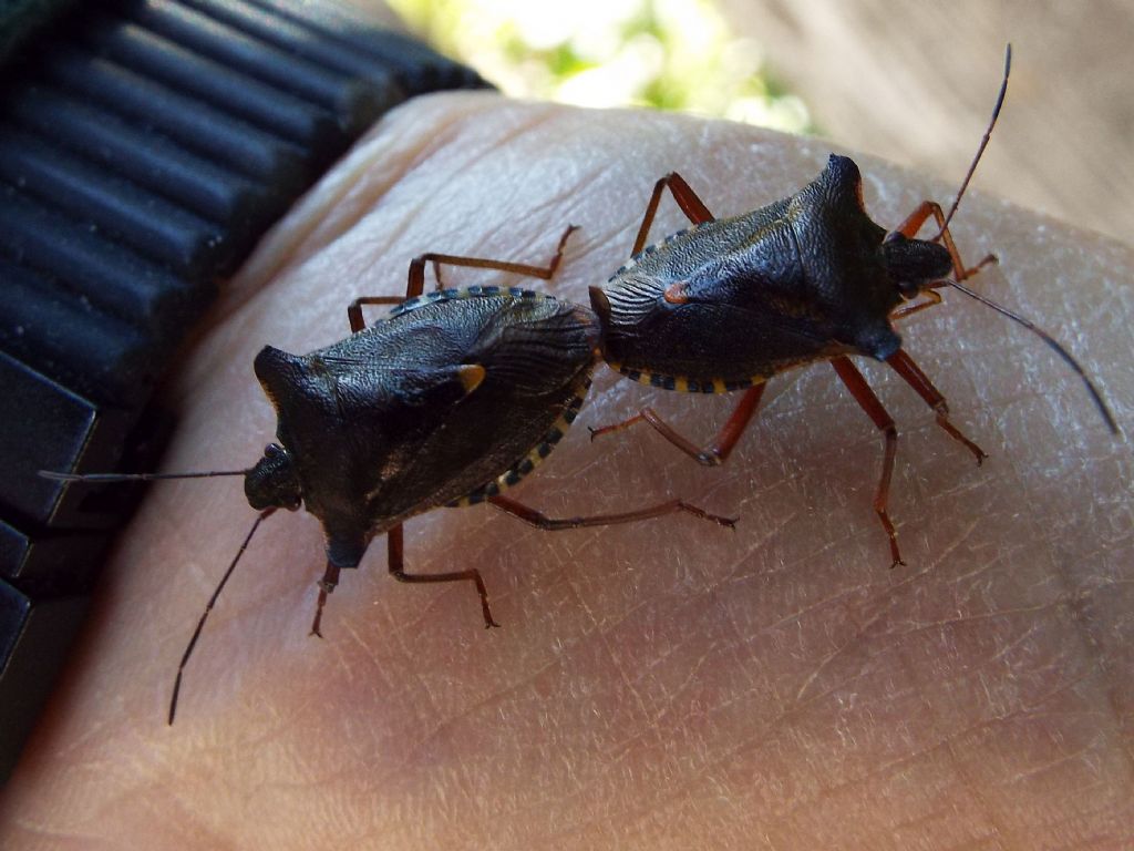 Pentatomidae: Pentatoma rufipes