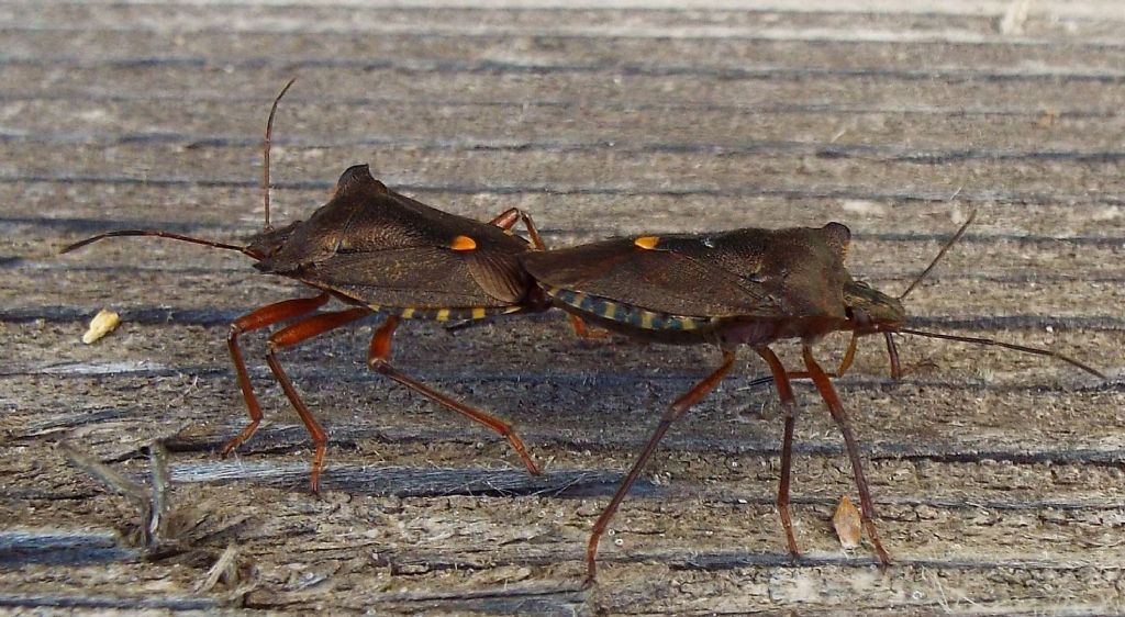 Pentatomidae: Pentatoma rufipes