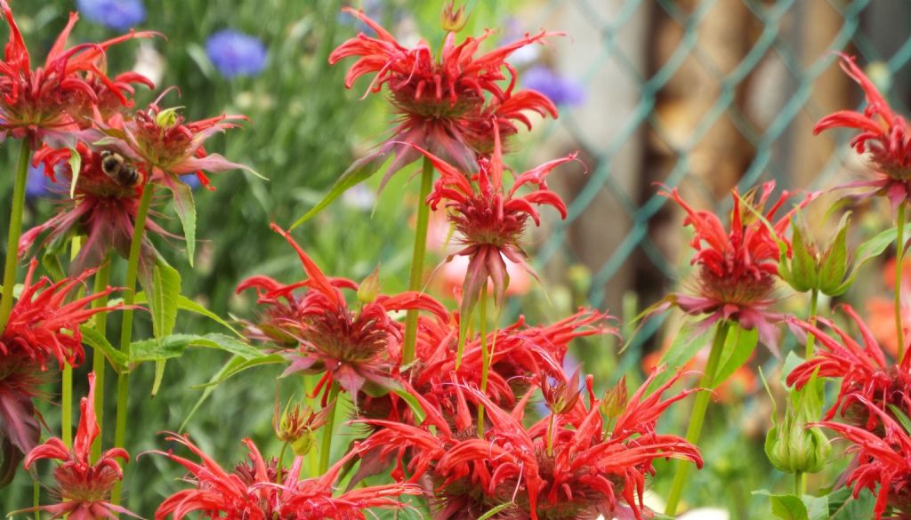 Da identificare:  Monarda didyma (Lamiaceae)