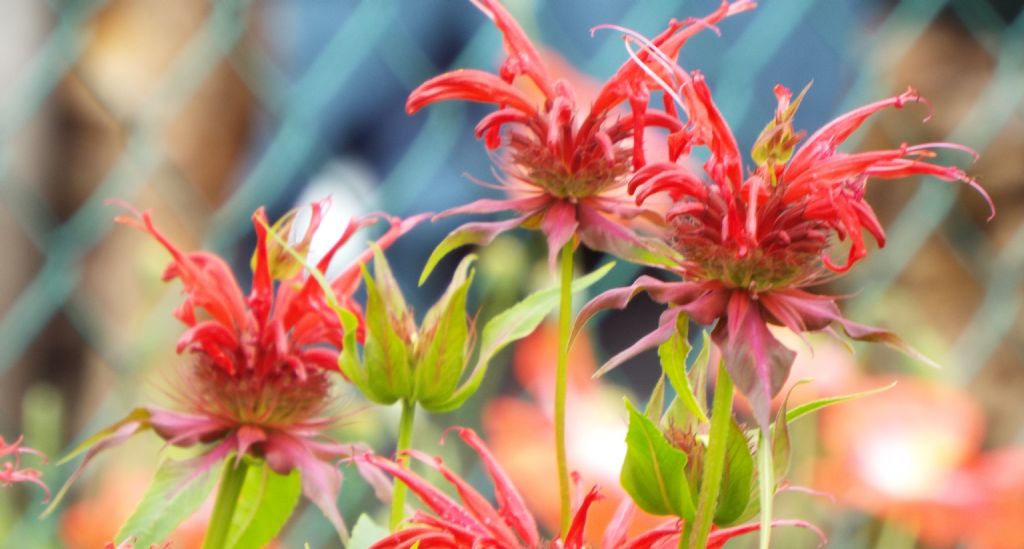 Da identificare:  Monarda didyma (Lamiaceae)