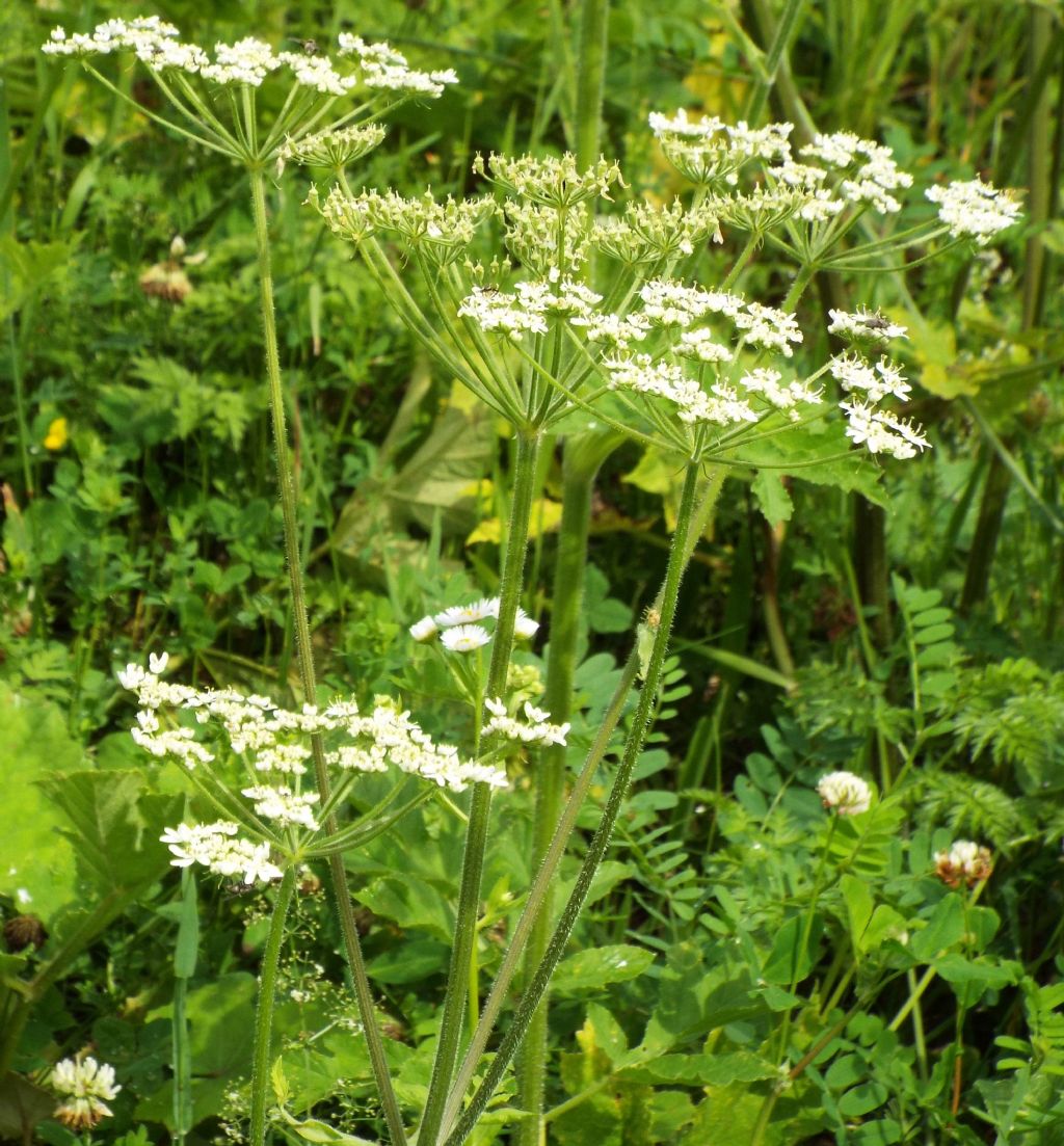 Heracleum sphondylium / Panace comune