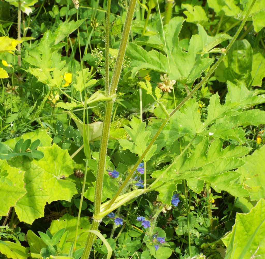 Heracleum sphondylium / Panace comune