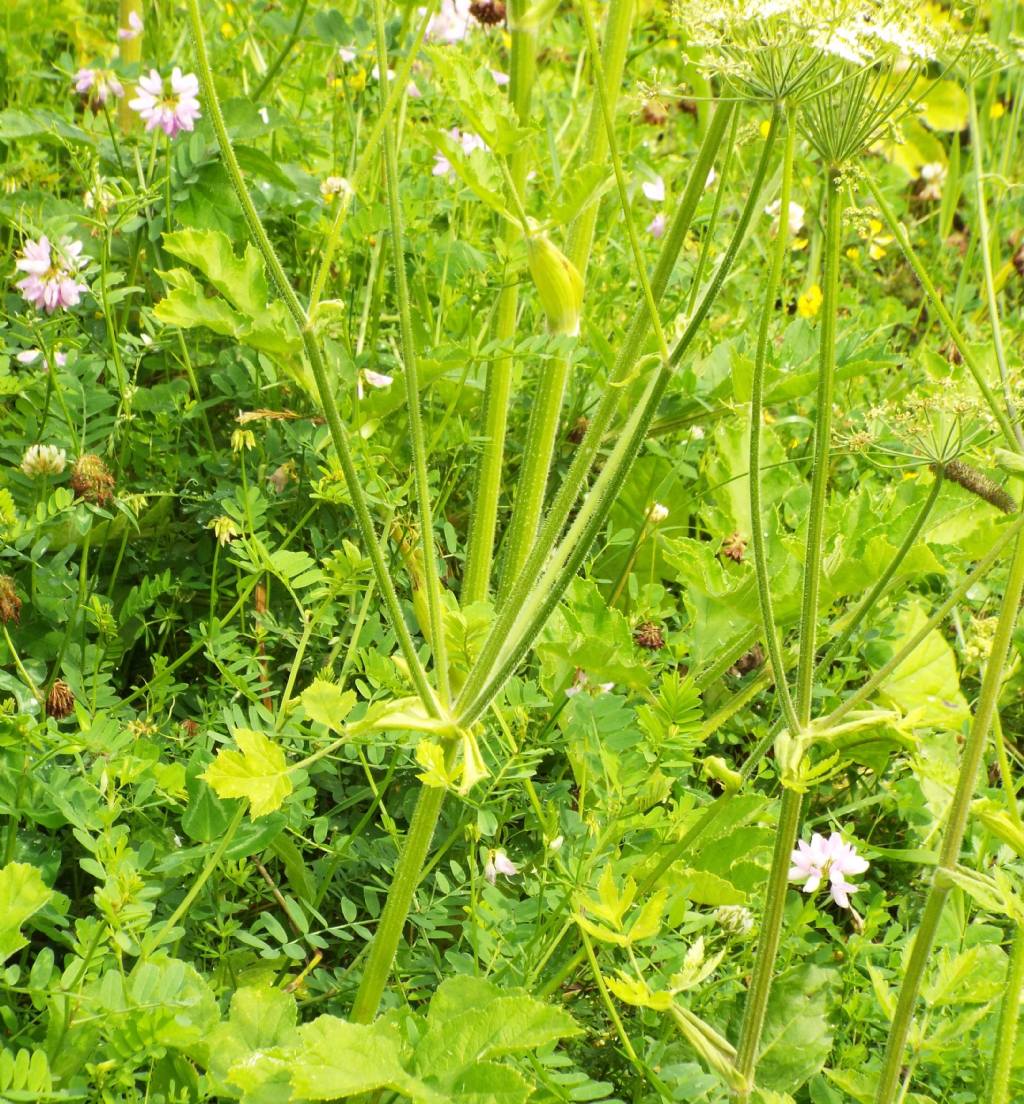 Heracleum sphondylium / Panace comune