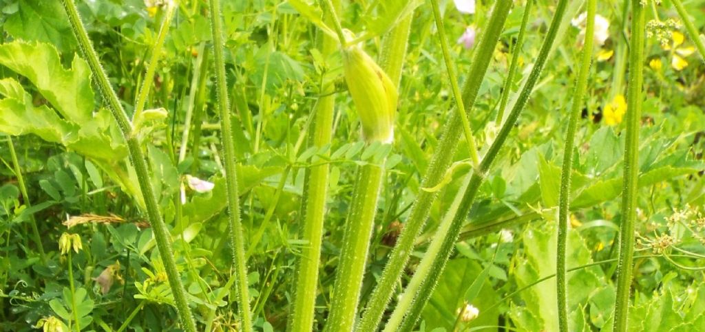 Heracleum sphondylium / Panace comune