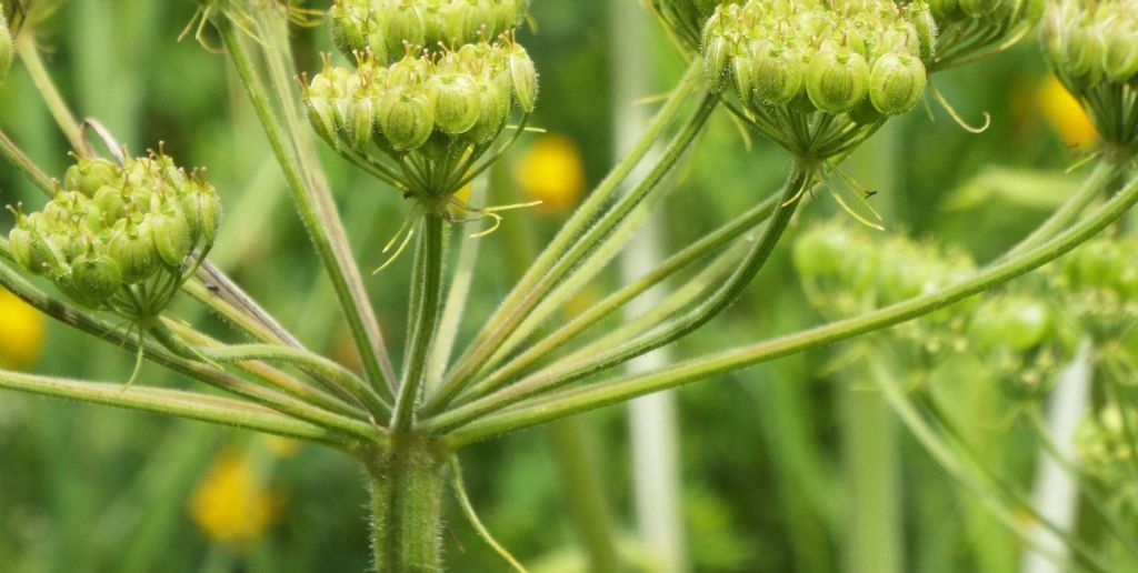 Heracleum sphondylium / Panace comune