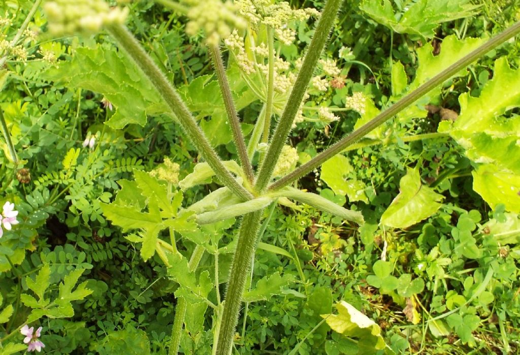 Heracleum sphondylium / Panace comune