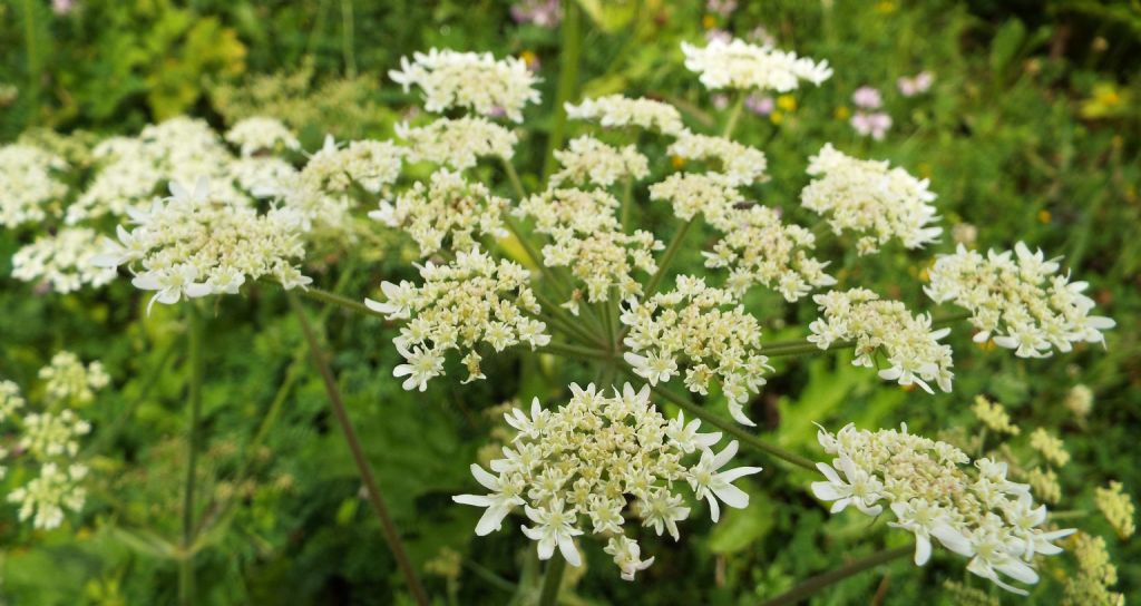 Heracleum sphondylium / Panace comune