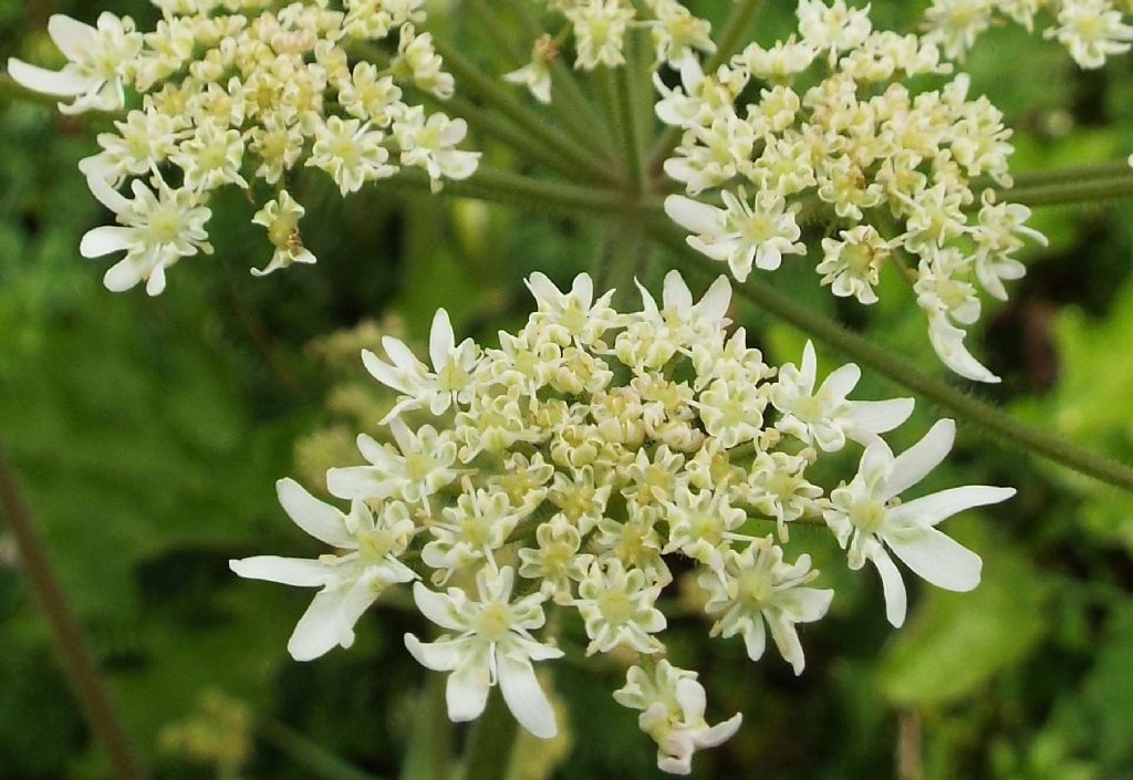 Heracleum sphondylium / Panace comune