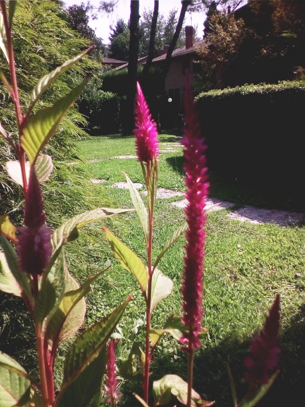 Spighe di un viola intenso:  Celosia plumosa (Amaranthaceae)