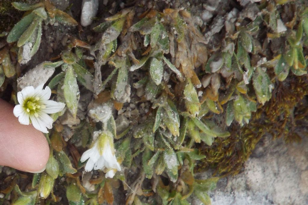 Il mio record di altezza - Cerastium uniflorum