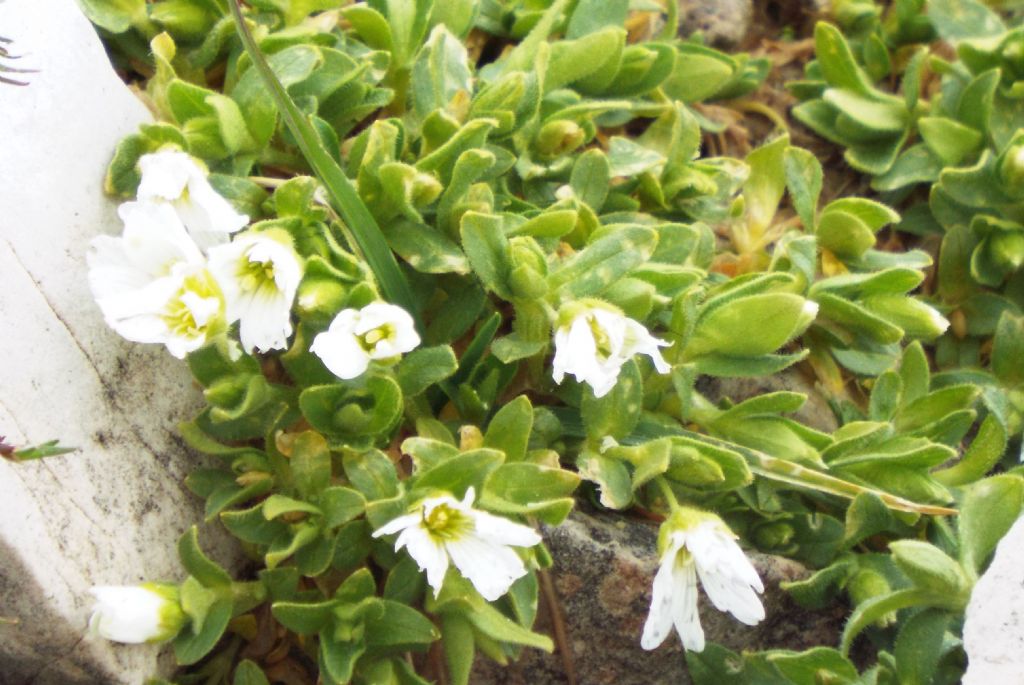 Il mio record di altezza - Cerastium uniflorum