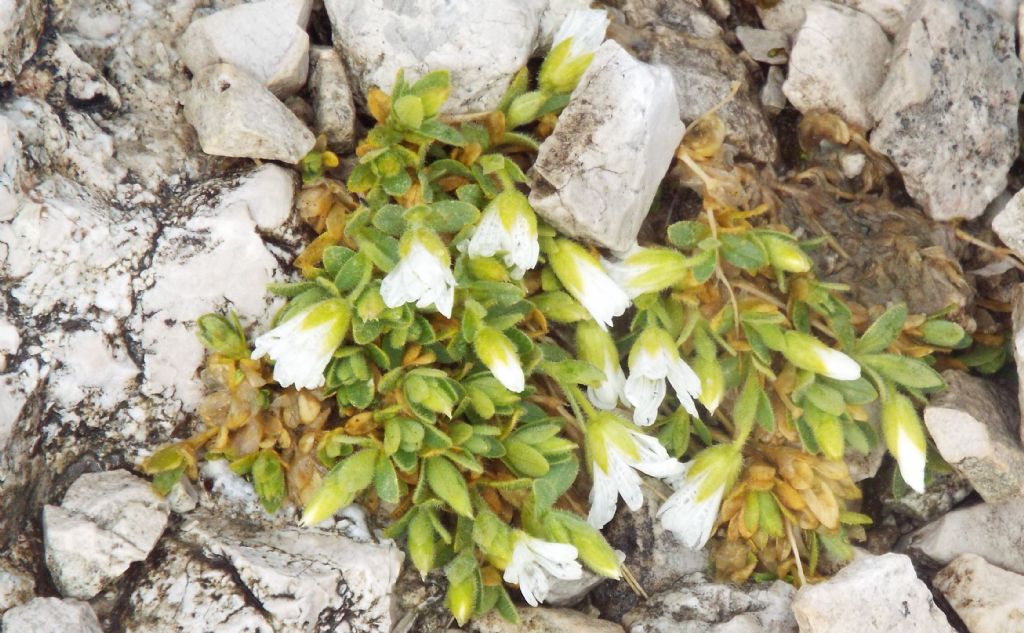 Il mio record di altezza - Cerastium uniflorum