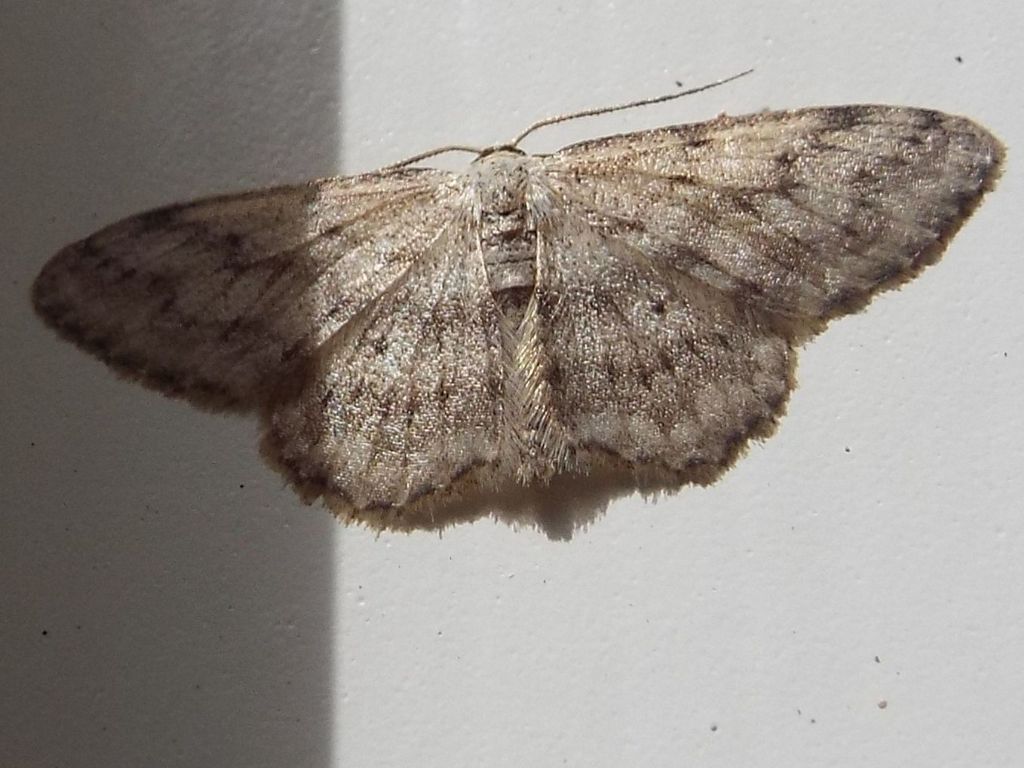 Idaea seriata (Geometridae)