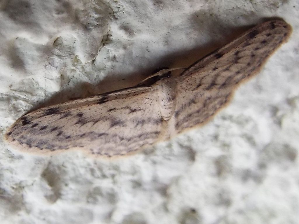 Idaea seriata (Geometridae)