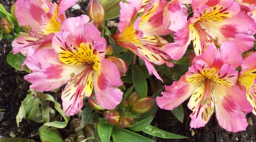 cultivar di Alstroemeria sp.