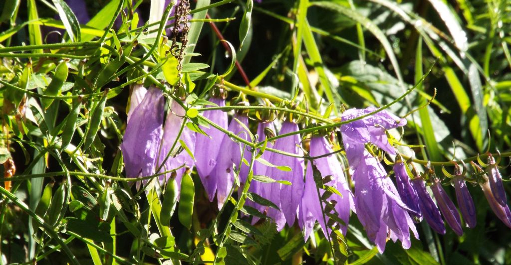 Campanula rapunculoides