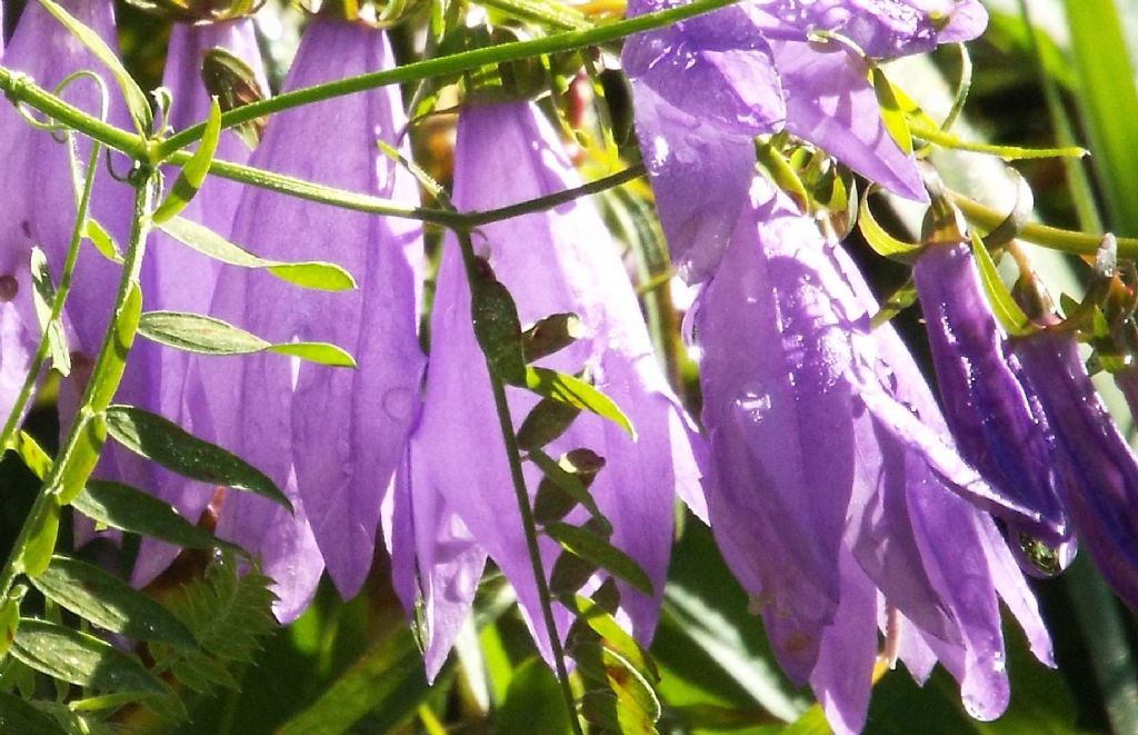 Campanula rapunculoides