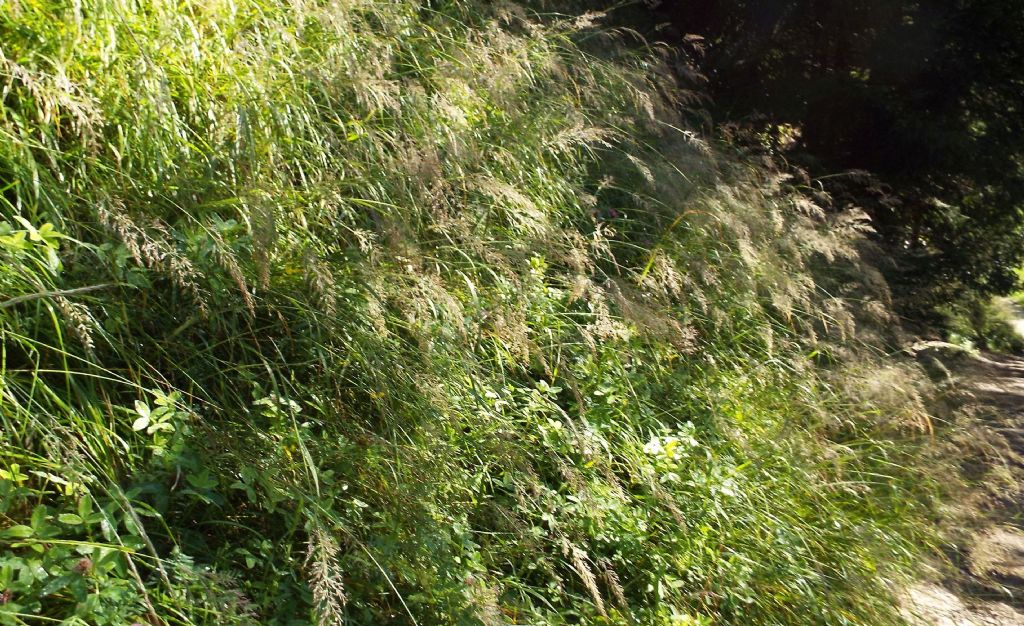 Poacea da identificare:  Calamagrostis varia (cfr.)