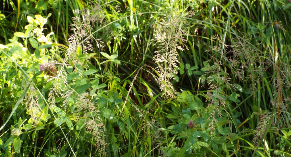 Poacea da identificare:  Calamagrostis varia (cfr.)