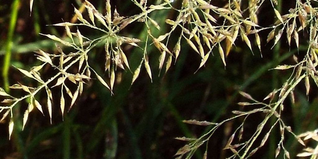 Poacea da identificare:  Calamagrostis varia (cfr.)