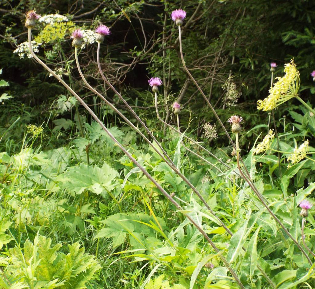 Cirsium heterophyllum