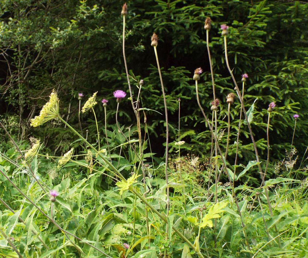 Cirsium heterophyllum