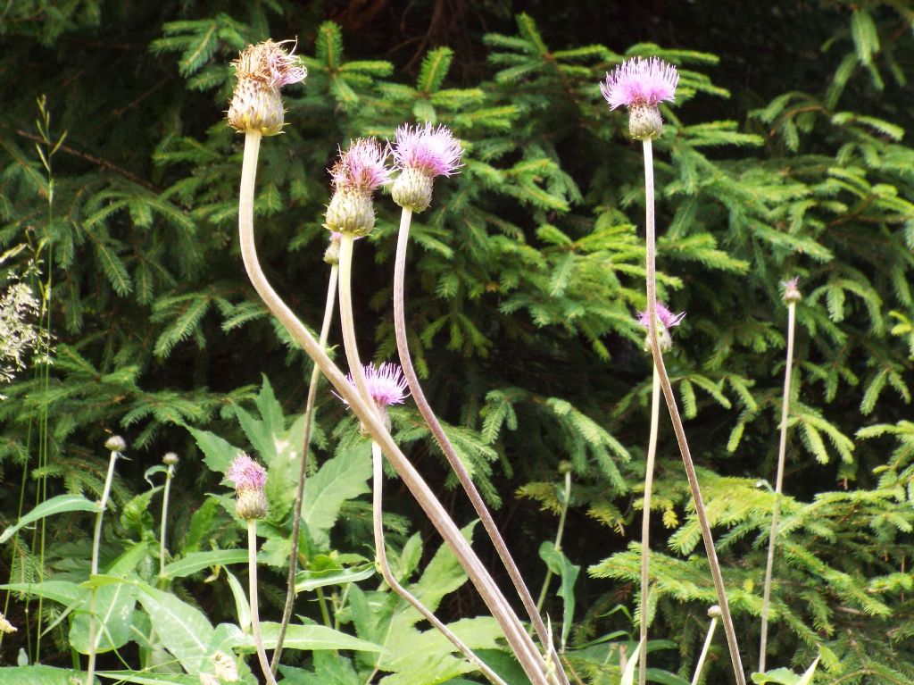 Cirsium heterophyllum