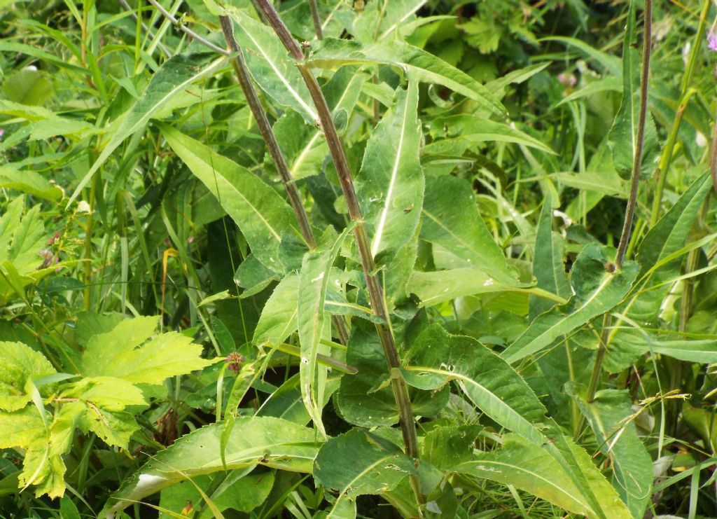 Cirsium heterophyllum