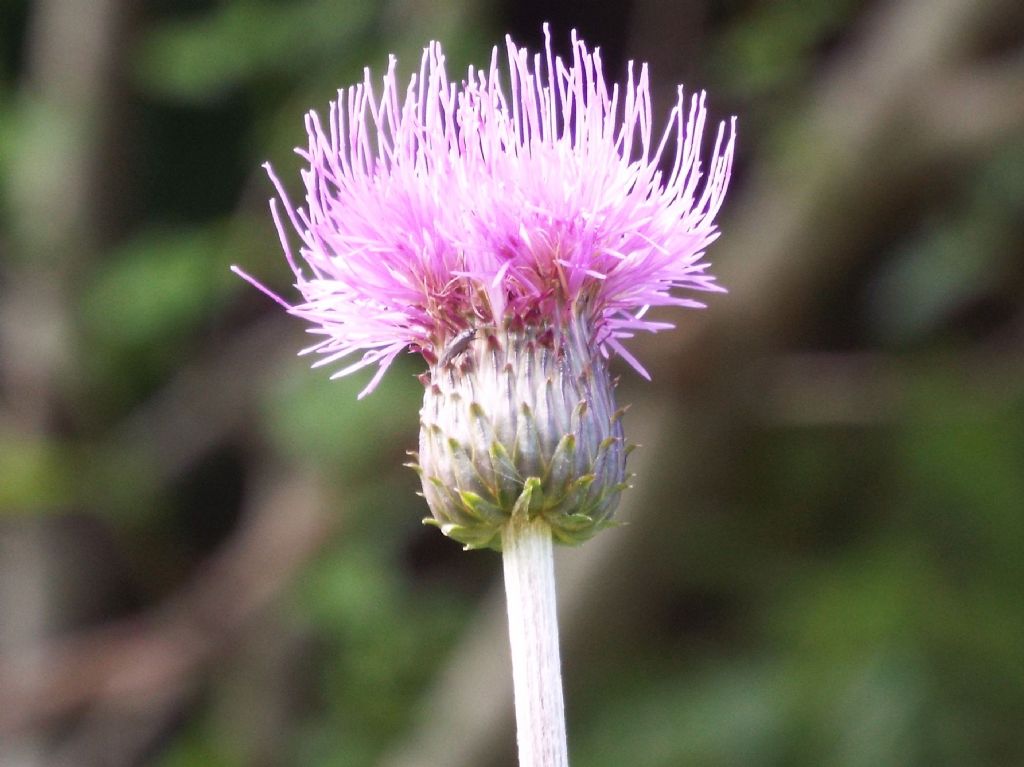 Cirsium heterophyllum