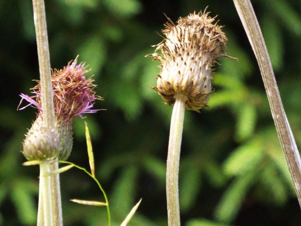 Cirsium heterophyllum