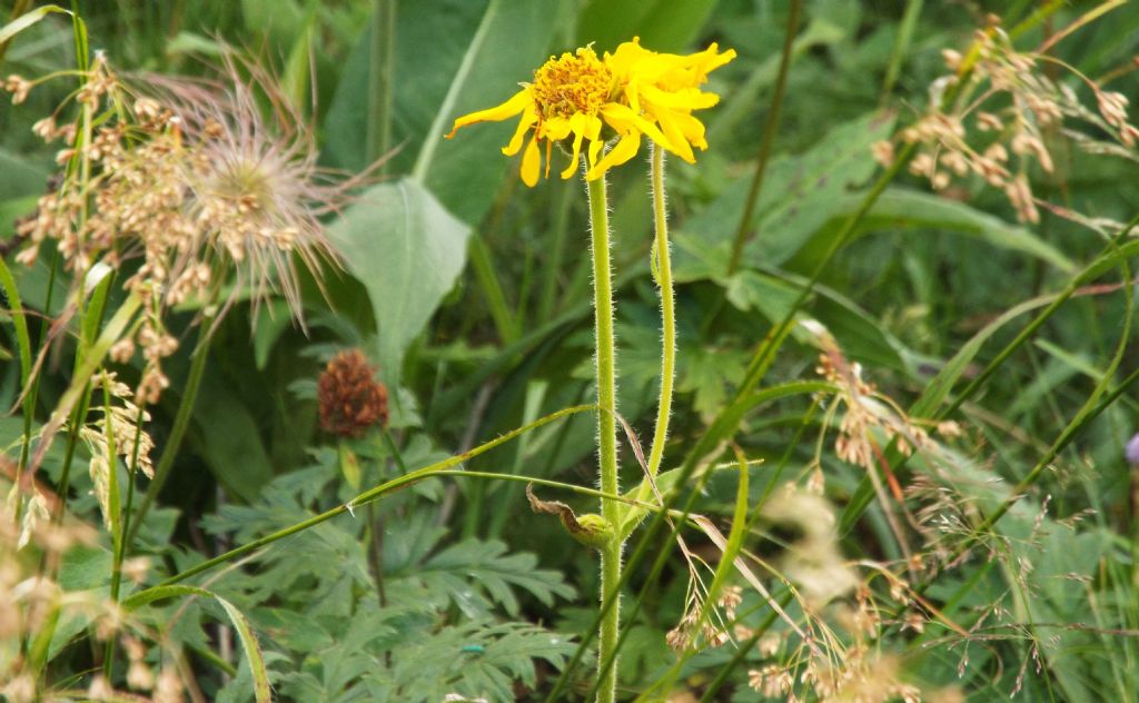 Arnica montana (Asteraceae)