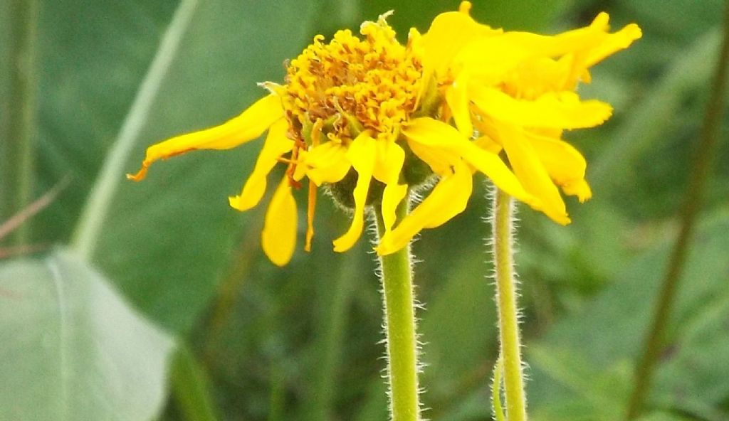 Arnica montana (Asteraceae)