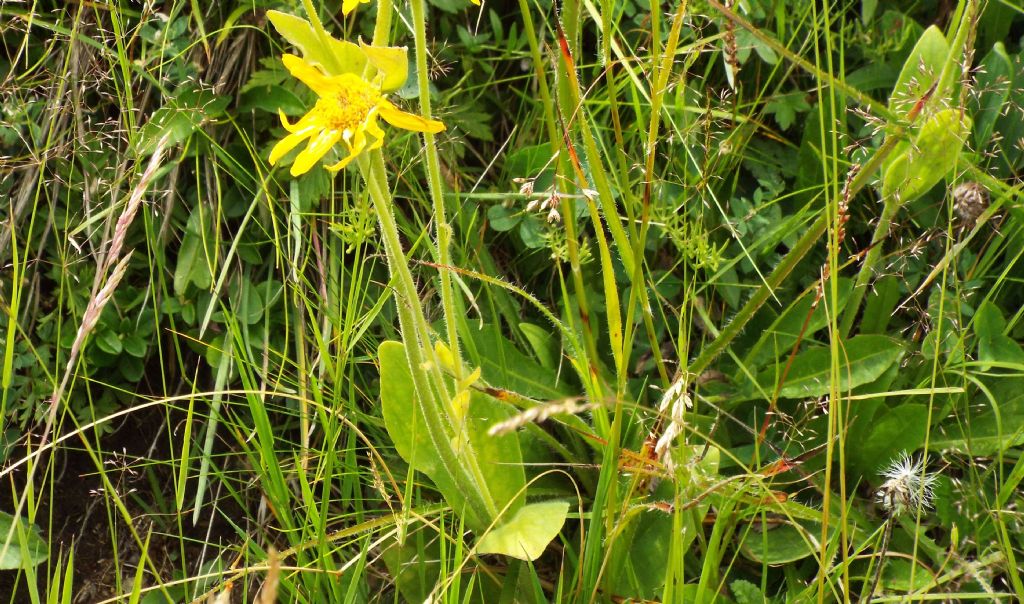 Arnica montana (Asteraceae)