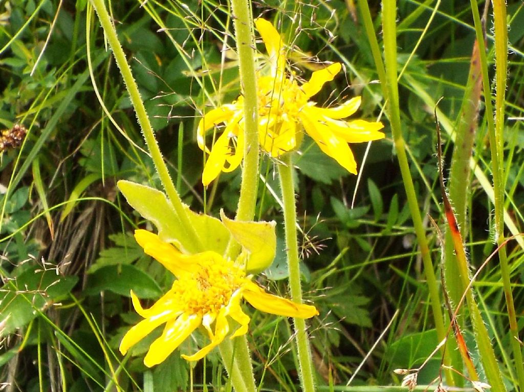 Arnica montana (Asteraceae)