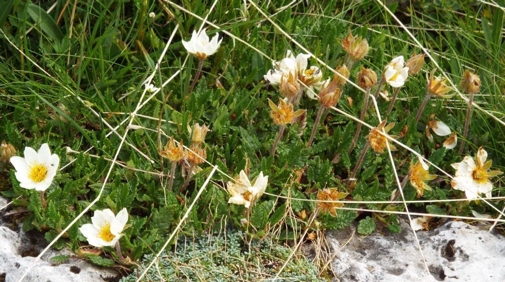 Sono Anemoni?  No, Dryas octopetala / Camedrio alpino (Rosaceae)