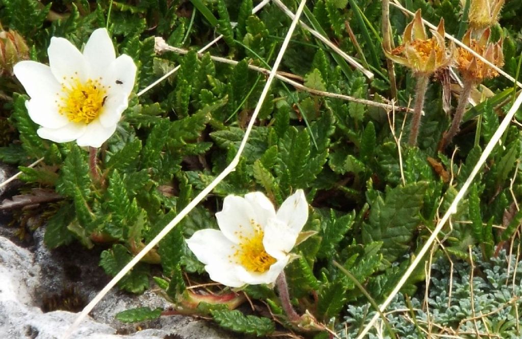 Sono Anemoni?  No, Dryas octopetala / Camedrio alpino (Rosaceae)