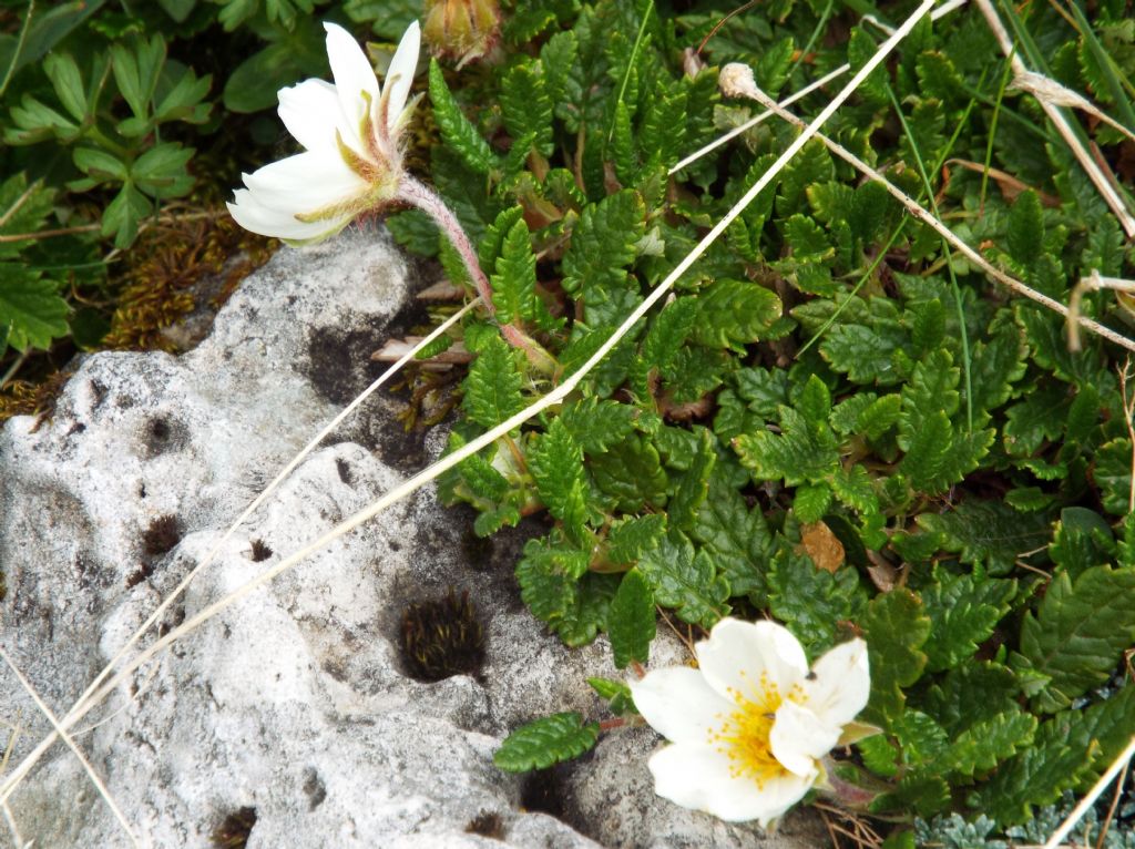 Sono Anemoni?  No, Dryas octopetala / Camedrio alpino (Rosaceae)